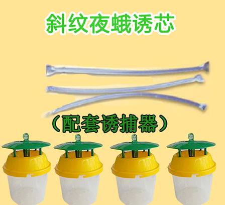 斜紋夜蛾性誘芯