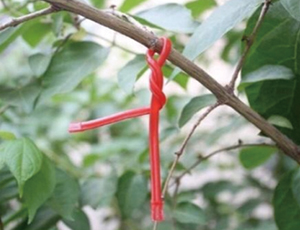 葡萄蛀果蛾迷向絲