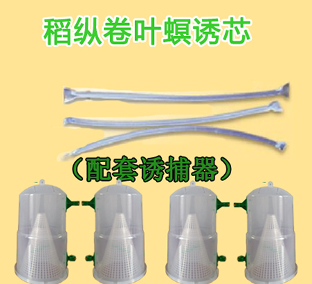 稻縱卷葉螟誘芯?