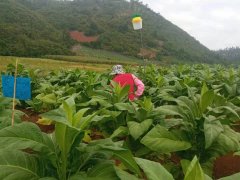 全降解誘蟲(chóng)板